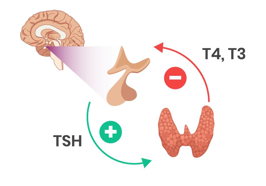 Hypothalamus, Hypophyse, Schilddrüse, negative Rückkopplung