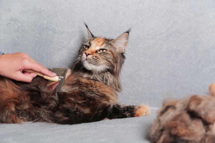 Besitzerin pflegt Maine-Coon-Katze und kämmt ihre Katze mit einer Bürste. Konzept der Katzenpflegehygiene, Haustierpflege, Bürsten. Haufen Katzenhaare