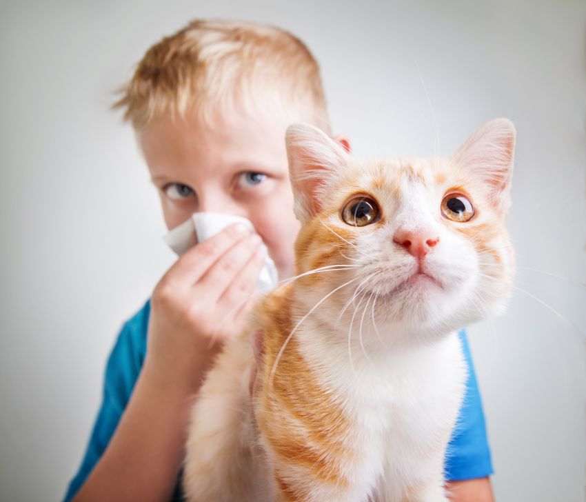 Junge mit Katzenallergie schneuzt sich hinter seinem roten Kater die Nase